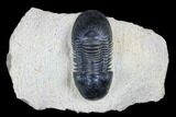 Bargain, Paralejurus Trilobite - Atchana, Morocco #181265-1